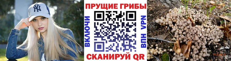 Галлюциногенные грибы Psilocybe  сайты даркнета какой сайт  Старый Оскол 